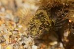 Sand goby 2